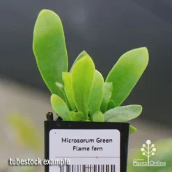 Microsorum Green Flame Fern 13 Microsorum Green Flame Fern -Cheap The Aussie Garden Store apo green flame fern tubestock2