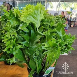 Microsorum Green Flame Fern 11 Microsorum Green Flame Fern -Cheap The Aussie Garden Store apo green flame microsorum