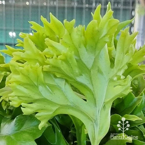 Microsorum Green Flame Fern 2 Microsorum Green Flame Fern - Image 2