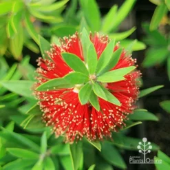 Callistemon Green John -Cheap The Aussie Garden Store apo green john callistemon flower top