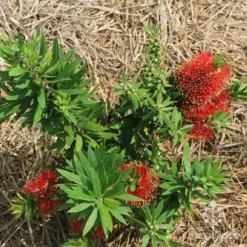 Callistemon Green John -Cheap The Aussie Garden Store apo green john flowering nursery