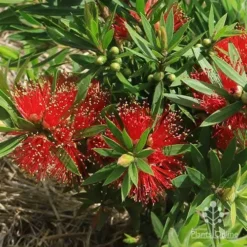Callistemon Green John -Cheap The Aussie Garden Store apo green john flowers