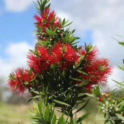 Callistemon Green John -Cheap The Aussie Garden Store apo green john large flower cluster