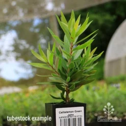 Callistemon Green John -Cheap The Aussie Garden Store apo green john tubestock