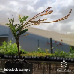 Grevillea Amazing Grace -Cheap The Aussie Garden Store apo grevillea amazing grace tubestock