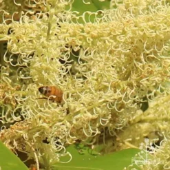 Grevillea Baileyana - Brown Silky Oak -Cheap The Aussie Garden Store apo grevillea baileyana close and bee