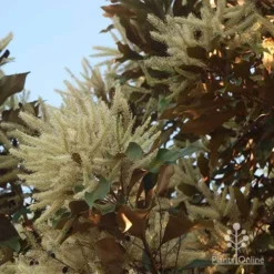 Grevillea Baileyana - Brown Silky Oak -Cheap The Aussie Garden Store apo grevillea baileyana glow