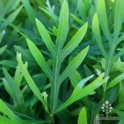Grevillea Baileyana - Brown Silky Oak -Cheap The Aussie Garden Store apo grevillea baileyana leaf