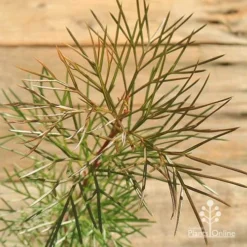 Grevillea Bon Accord -Cheap The Aussie Garden Store apo grevillea bon accord bronze foliage