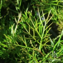 Grevillea Bon Accord -Cheap The Aussie Garden Store apo grevillea bon accord foliage