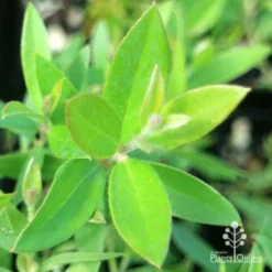 Grevillea Canterbury Gold -Cheap The Aussie Garden Store apo grevillea canterbury gold new shoot