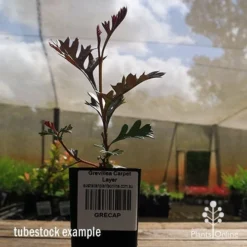 Grevillea Carpet Layer -Cheap The Aussie Garden Store apo grevillea carpetlayer tubestock