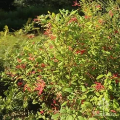 Grevillea Deua Flame 20 Grevillea Deua Flame -Cheap The Aussie Garden Store apo grevillea deua flame bush nursery