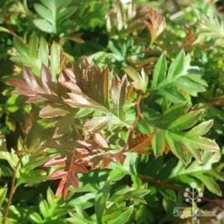 Grevillea Gaudichaudii -Cheap The Aussie Garden Store apo grevillea gaudichaudi foliage