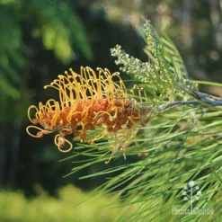 Grevillea Honey Gem -Cheap The Aussie Garden Store apo grevillea honey gem nursery dam