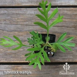 Grevillea Lemon Baby -Cheap The Aussie Garden Store apo grevillea lemon baby tubestock top
