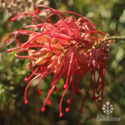 Grevillea Little Robyn -Cheap The Aussie Garden Store apo grevillea little robyn open sunshine