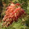 Grevillea Little Robyn
