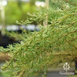 Grevillea Mini Marvel 30 Grevillea Mini Marvel -Cheap The Aussie Garden Store apo grevillea mini marvel weeping