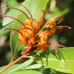 Grevillea Orange Marmalade -Cheap The Aussie Garden Store apo grevillea orange marmalade flower closeup