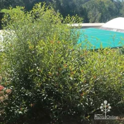 Grevillea Orange Marmalade -Cheap The Aussie Garden Store apo grevillea orange marmalade nursery bush