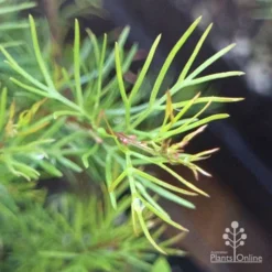 Grevillea Silk Carpet -Cheap The Aussie Garden Store apo grevillea pinaster new foliage