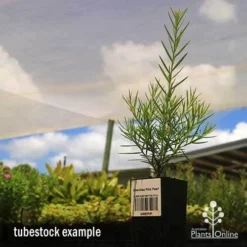 Grevillea Pink Pearl -Cheap The Aussie Garden Store apo grevillea pink pearl tubestock