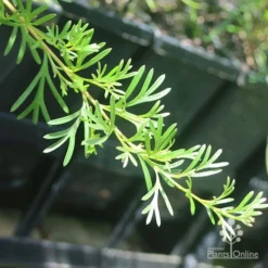 Grevillea Red Wings -Cheap The Aussie Garden Store apo grevillea red wings stem