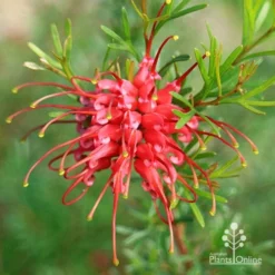 Grevillea Red Wings -Cheap The Aussie Garden Store apo grevillea red wings winter
