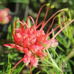 Grevillea Silk Carpet -Cheap The Aussie Garden Store apo grevillea silk carpet