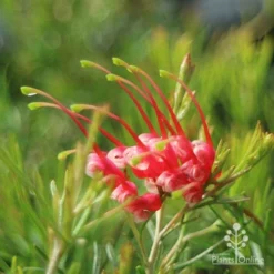 Grevillea Silk Carpet -Cheap The Aussie Garden Store apo grevillea silk carpet flower side