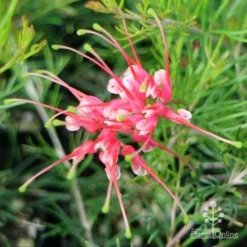 Grevillea Silk Carpet -Cheap The Aussie Garden Store apo grevillea silk carpet flower top2