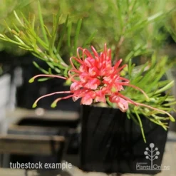 Grevillea Silk Carpet -Cheap The Aussie Garden Store apo grevillea silk carpet tubestock