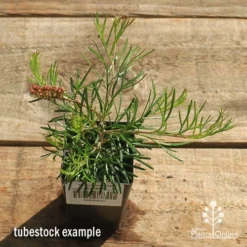 Grevillea Silk Carpet -Cheap The Aussie Garden Store apo grevillea silk carpet tubestock top