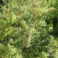 Grevillea Soopa Doopa -Cheap The Aussie Garden Store apo grevillea soopa doopa foliage2