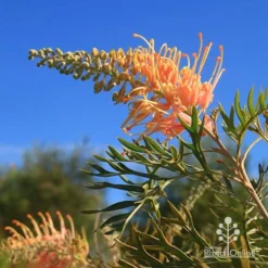 Grevillea Strawberry Pops -Cheap The Aussie Garden Store apo grevillea strawberry pops blue sky