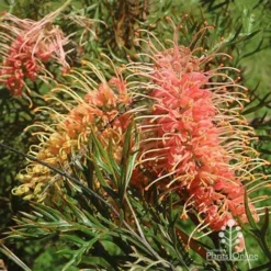 Grevillea Strawberry Pops -Cheap The Aussie Garden Store apo grevillea strawberry pops flowers