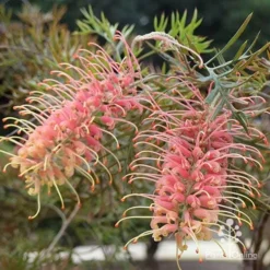 Grevillea Strawberry Pops -Cheap The Aussie Garden Store apo grevillea strawberry pops in shade