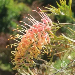 Grevillea Strawberry Pops -Cheap The Aussie Garden Store apo grevillea strawberry pops sunlit
