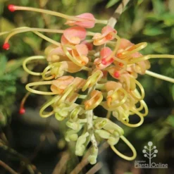Grevillea Strawberry Sundae -Cheap The Aussie Garden Store apo grevillea strawberry sundae opening