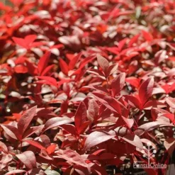 Nandina Gulf Stream -Cheap The Aussie Garden Store apo gulf stream winter colour
