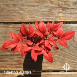 Nandina Gulf Stream -Cheap The Aussie Garden Store apo gulf stream winter colour tubestock