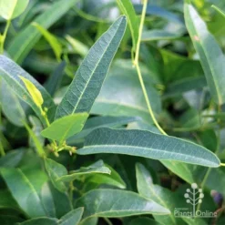 Hardenbergia Snow White - White Coral Pea -Cheap The Aussie Garden Store apo hardenbergia snow white foliage