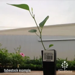 Hardenbergia Snow White - White Coral Pea -Cheap The Aussie Garden Store apo hardenbergia snow white tubestock