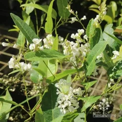 Hardenbergia Snow White - White Coral Pea -Cheap The Aussie Garden Store apo hardenbergia white flowering tubestock