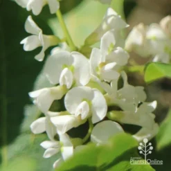 Hardenbergia Snow White - White Coral Pea -Cheap The Aussie Garden Store apo hardenbergia white flowers