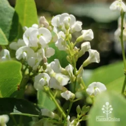 Hardenbergia Snow White - White Coral Pea -Cheap The Aussie Garden Store apo hardenbergia white flowers2