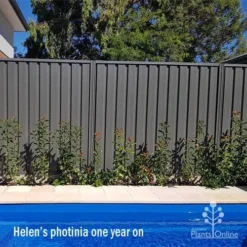 Photinia Thin Red -Cheap The Aussie Garden Store apo helen wheadon photinia