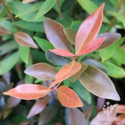 Acmena Hemilampra - Blush Satinash -Cheap The Aussie Garden Store apo hemilampra bronze close