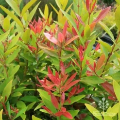 Acmena Hemilampra - Blush Satinash -Cheap The Aussie Garden Store apo hemilampra red green